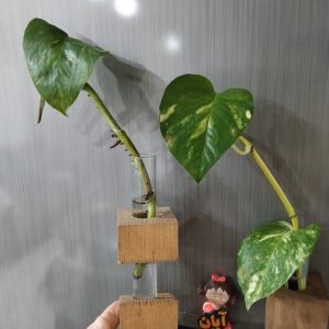 گلدان چوبی لوله ای ۲عددی